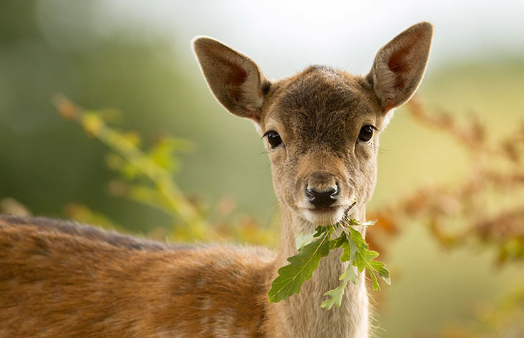 Plant and Animal Genomics